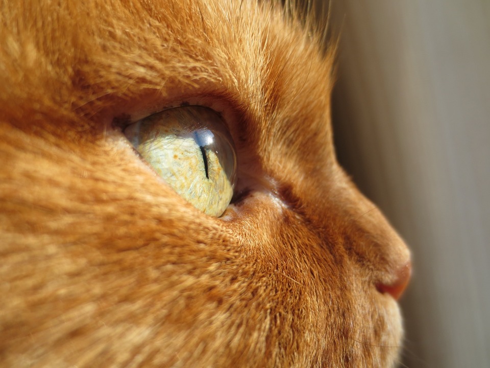 Somalio katės yra visų spalvų kailio, tačiau populiariausias yra laukinis kailis - agouti.
